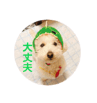 トイプードル 白(ゆず)（個別スタンプ：5）