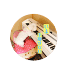 トイプードル 白(ゆず)（個別スタンプ：8）