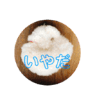 トイプードル 白(ゆず)（個別スタンプ：11）