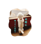 トイプードル 白(ゆず)（個別スタンプ：13）