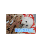 トイプードル 白(ゆず)（個別スタンプ：14）