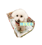 トイプードル 白(ゆず)（個別スタンプ：15）