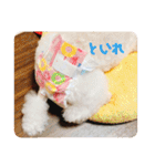 トイプードル 白(ゆず)（個別スタンプ：16）