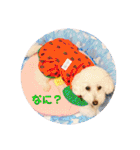 トイプードル 白(ゆず)（個別スタンプ：17）