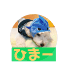 トイプードル 白(ゆず)（個別スタンプ：19）