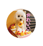 トイプードル 白(ゆず)（個別スタンプ：23）
