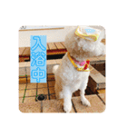 トイプードル 白(ゆず)（個別スタンプ：25）
