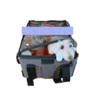 トイプードル 白(ゆず)（個別スタンプ：27）