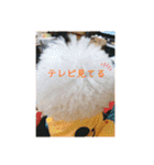 トイプードル 白(ゆず)（個別スタンプ：28）