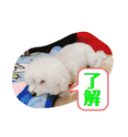 トイプードル 白(ゆず)（個別スタンプ：31）