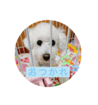 トイプードル 白(ゆず)（個別スタンプ：32）