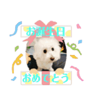 トイプードル 白(ゆず)（個別スタンプ：34）