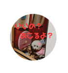 トイプードル 白(ゆず)（個別スタンプ：36）