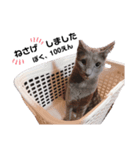 だいごろうの日常2（個別スタンプ：1）