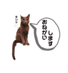 だいごろうの日常2（個別スタンプ：7）