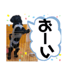なかよしワンコM＆S②（個別スタンプ：2）