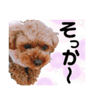 なかよしワンコM＆S②（個別スタンプ：16）