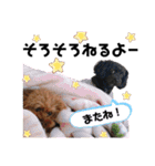 なかよしワンコM＆S②（個別スタンプ：28）