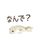 大好きなヒョウモントカゲモドキ3（個別スタンプ：14）