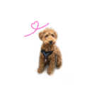 茶々くんスタンプ1（個別スタンプ：1）