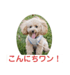 ピッコロトイプー日常（個別スタンプ：6）