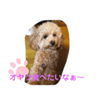 ピッコロトイプー日常（個別スタンプ：10）