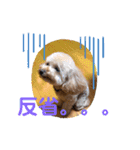 ピッコロトイプー日常（個別スタンプ：15）