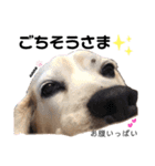 ビーグル犬❤︎あんちゃんの日常3❤︎（個別スタンプ：5）