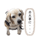 ビーグル犬❤︎あんちゃんの日常3❤︎（個別スタンプ：15）