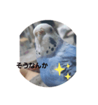 piiさん（個別スタンプ：1）