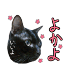 黒猫のクロス(熊本弁ver.改)（個別スタンプ：2）