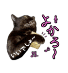 黒猫のクロス(熊本弁ver.改)（個別スタンプ：3）