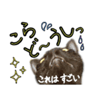 黒猫のクロス(熊本弁ver.改)（個別スタンプ：5）