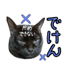 黒猫のクロス(熊本弁ver.改)（個別スタンプ：6）