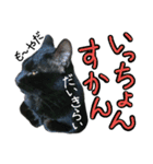 黒猫のクロス(熊本弁ver.改)（個別スタンプ：8）