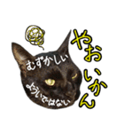 黒猫のクロス(熊本弁ver.改)（個別スタンプ：10）