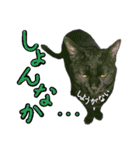 黒猫のクロス(熊本弁ver.改)（個別スタンプ：12）