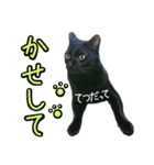 黒猫のクロス(熊本弁ver.改)（個別スタンプ：13）