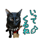 黒猫のクロス(熊本弁ver.改)（個別スタンプ：15）