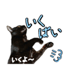 黒猫のクロス(熊本弁ver.改)（個別スタンプ：16）