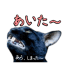 黒猫のクロス(熊本弁ver.改)（個別スタンプ：19）