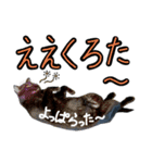 黒猫のクロス(熊本弁ver.改)（個別スタンプ：20）