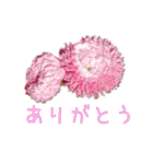 お花たちの一言スタンプ（個別スタンプ：1）