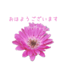 お花たちの一言スタンプ（個別スタンプ：5）