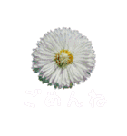 お花たちの一言スタンプ（個別スタンプ：14）