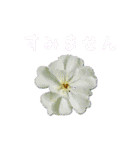お花たちの一言スタンプ（個別スタンプ：15）