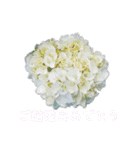 お花たちの一言スタンプ（個別スタンプ：18）