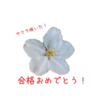 お花たちの一言スタンプ（個別スタンプ：19）