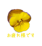 お花たちの一言スタンプ（個別スタンプ：22）
