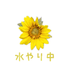 お花たちの一言スタンプ（個別スタンプ：33）